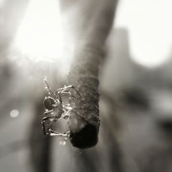 Close-up of plant against blurred background