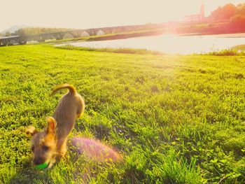 Dog standing on grassy field