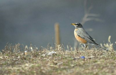 Close-up of bird on grass