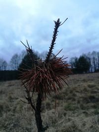 Close-up of plant against sky