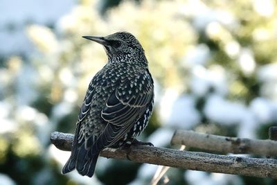 Close-up of bird perching on a tree