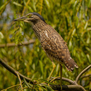 Close-up of a bird perching on branch