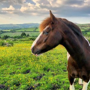 Horse on field