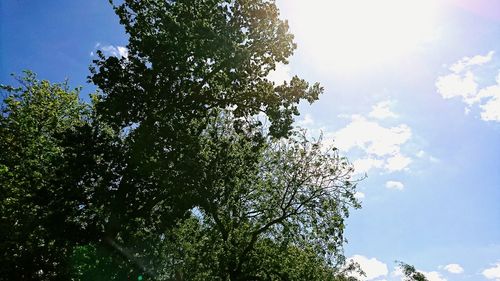 Low angle view of trees against sky