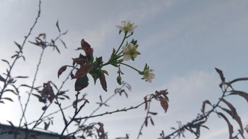 Low angle view of flowering plants against sky