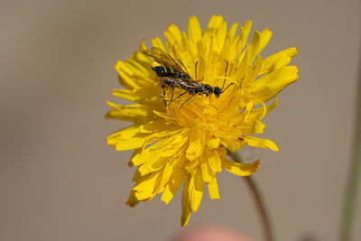 Black soldier fly flies insect hermetia illucens mating on yellow dandelions