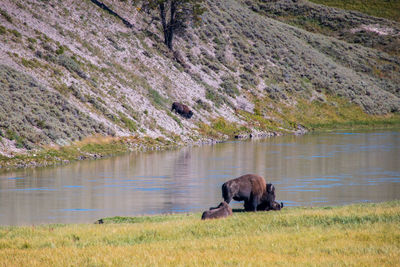 View of elephant in lake