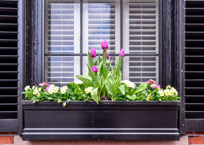 Historic old weathered windows and flower box