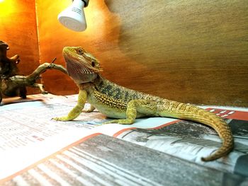 Close-up of lizard