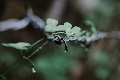 Close-up of leaves on twig