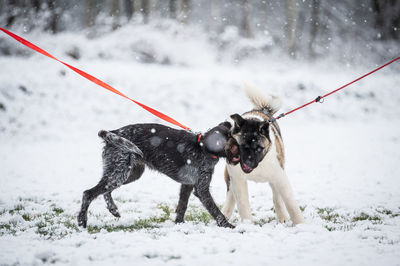 Dog on snow covered land