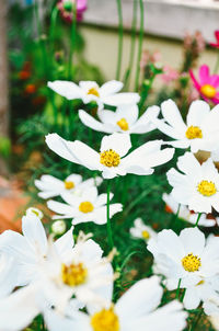 Close-up of white flowers blooming outdoors