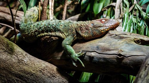 Close-up of lizard on tree