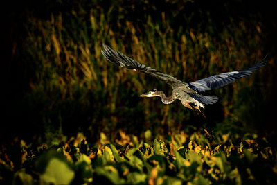 A great blue heron, ardea herodias, flies over lily pads at mill pond near plymouth, indiana