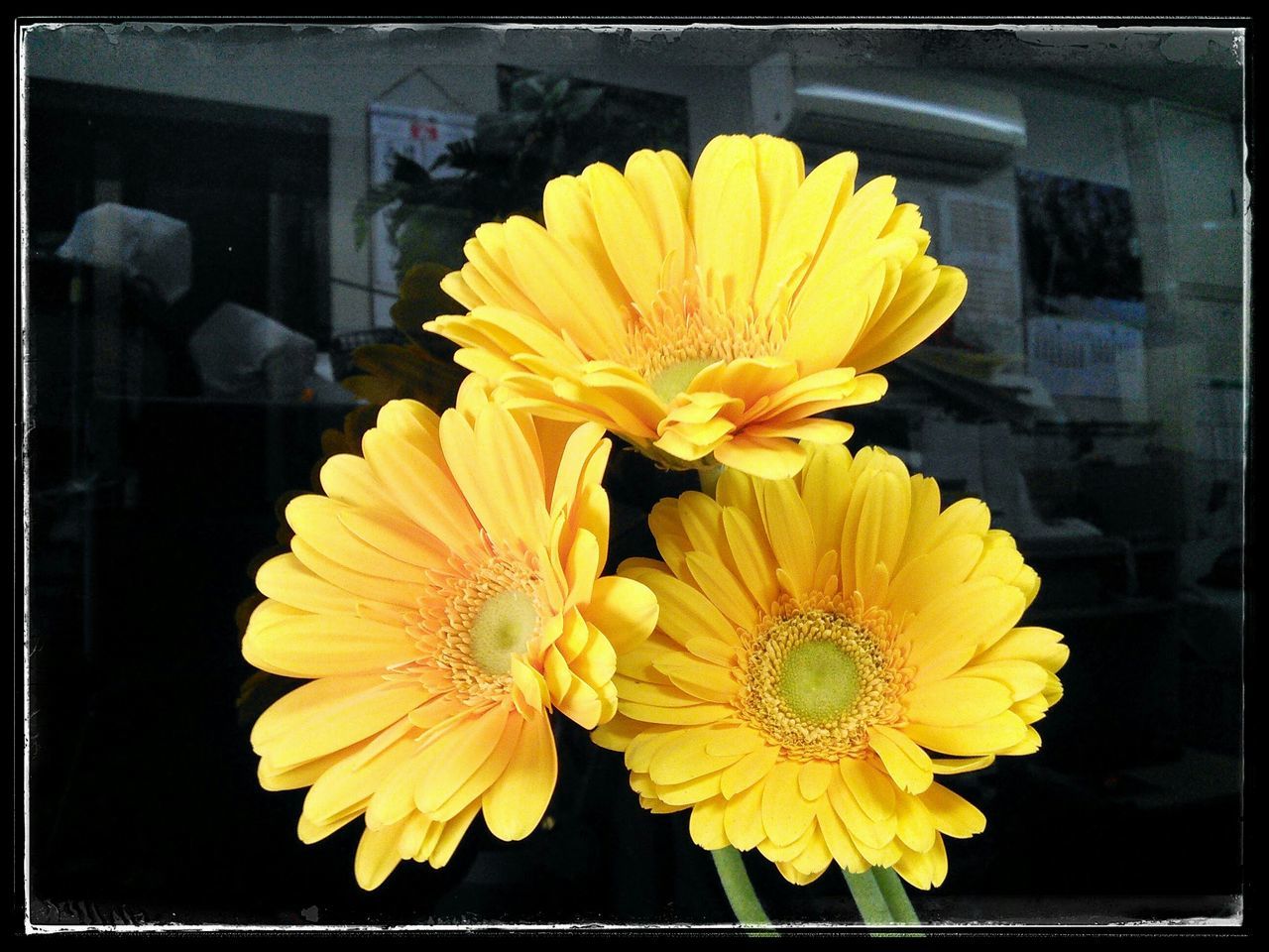 flower, transfer print, petal, flower head, yellow, fragility, freshness, auto post production filter, close-up, beauty in nature, nature, blooming, indoors, pollen, growth, focus on foreground, plant, in bloom, single flower, no people