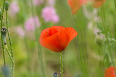 Close-up of orange poppy