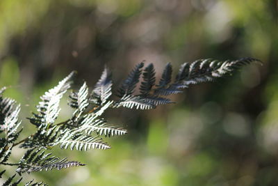 Close-up of fresh green plant