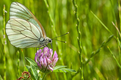 Close-up of butterfly pollinating on purple flower