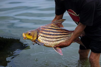 Midsection of man holding fish in water