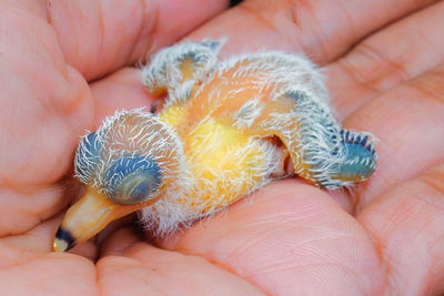 Close-up of person holding baby hand