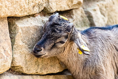 Portrait of a small goat