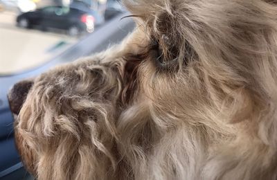 Close-up of hairy dog in car