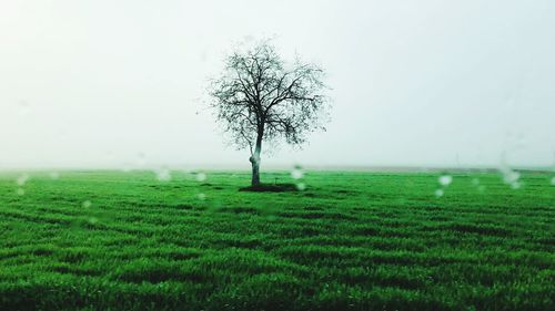 Bare tree on field against sky