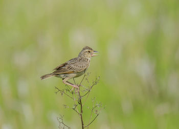 Bird perching on a branch