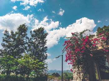 Low angle view of flowering plants against sky