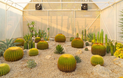 Plants growing in greenhouse