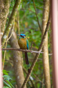 Close-up of bird perching on branch