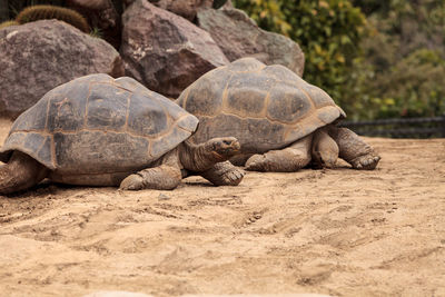Close-up of tortoises on sand