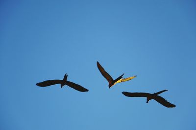 Low angle view of kite flying against blue sky