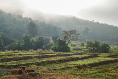 Scenic view of agricultural field