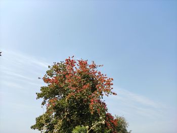 Low angle view of flowering tree against sky