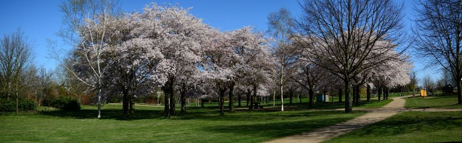 Trees on field against sky