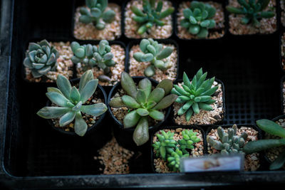 Close-up of potted plants