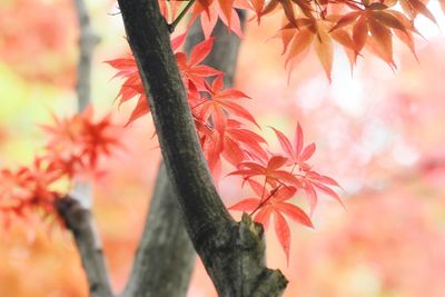 Close-up of autumn leaves on tree