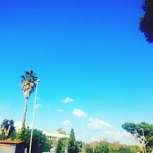 Low angle view of palm trees against blue sky