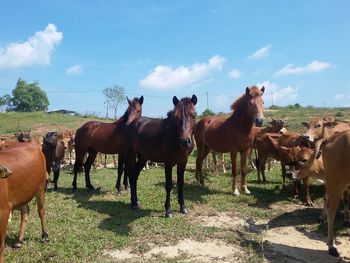 Horses and cows on land against sky