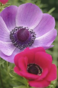 Close-up of pink flower