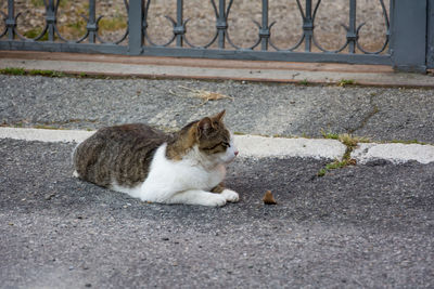 Side view of cat sitting on street