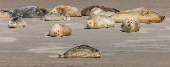 View of sheep on beach