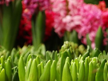 Hyacinths are ornamental plants with spherical bulbs