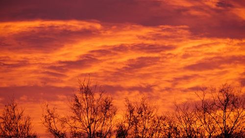 Silhouette trees against dramatic sky during sunset