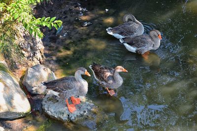 High angle view of duck swimming in lake