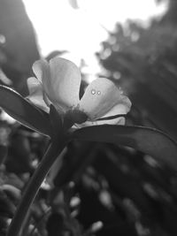 Close-up of flowering plant