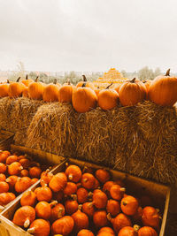 View of pumpkins in field