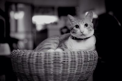 Close-up of cat resting in wicker basket