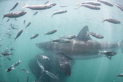 Fish swimming in sea